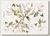 NUEVO TRANSFER COLOR. OURHOBBY. Magnolias Blancas (A4)