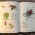 Inventario Ilustrado de insectos en internet