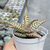 Aloe rauhii "Snowflake" - comprar online