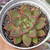 Echeveria "Martha" - comprar online