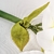 Amarilis Branca Planta Artificial 63x19cm Haste Permanente - loja online