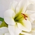 Amarilis Branca Planta Artificial 63x19cm Haste Permanente na internet