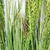 Imagem do Capim Com Semente Planta Artificial Verde 92x6cm Kit 3pc