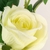 Rosa Branca Planta Artificial 75x14cm Haste Com 3 Flores - Inigual Decor