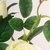 Rosa Branca Planta Artificial 75x14cm Haste Com 3 Flores - loja online