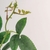 Imagem do Rosa Branca Planta Artificial 75x14cm Haste Com 3 Flores