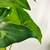 Folhagem Singônio Haste Planta Artificial Permanente 83x20cm - loja online