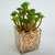 Suculenta Com Vaso Florzinha 18x13cm Planta Artificial - comprar online