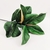 Imagem do Folha De Magnolia Verde Planta Artificial 68x11cm Toque Real