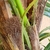 Árvore Palmeira Leque Artificial 160x60cm Planta Permanente - Inigual Decor