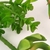 Imagem do Kit Suculenta 6pç Planta Artificial Permanente Agave G