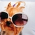 Almofada Pet Cachorro Yorkshire Dog 40x40cm Decoração Óculos - Inigual Decor