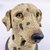 Potiche Pet Pote Decorativo Cachorro Dalmata 17x12cm Decor - loja online