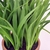 Capim Verde Com Vaso 20x19cm Folhagem Planta Artificial - loja online