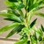 Árvore Bambu Artificial 200cm Planta Permanente - comprar online
