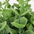 Pick De Eucalipto Planta Artificial Permanente 24x16cm M - loja online