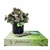 Caixa Livro Decorativa Verde Botanical 30x24x5cm G - comprar online