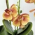 Arranjo Orquidea Planta Artificial 50x33cm Laranja Com Vaso - loja online