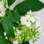 Flor Branca Ligustrum Sinense 73x21cm Planta Artificial na internet
