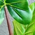 Árvore Colocasia Esculenta 160x63x50cm Planta Artificial - loja online