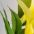 Lirio Amarelo Planta Artificial 42x20x26cm Toque Real - loja online