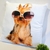 Almofada Pet Cachorro Yorkshire Dog 40x40cm Decoração Óculos na internet
