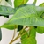 Folhagem Singônio Haste Planta Artificial Permanente 83x20cm na internet