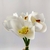 Imagem do Orquidea Branca Maço Planta Artificial 24x15cm Silicone Am