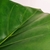 Folha Verde Tropical Planta Artificial 97x30cm Toque Real - Inigual Decor