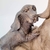 Escultura Decorativa Cachorro E Filhote Marrom 24x23x14cm - loja online