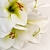 Amarilis Branca Planta Artificial 63x19cm Haste Permanente - Inigual Decor