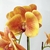 Arranjo Orquidea Planta Artificial 50x33cm Laranja Com Vaso - Inigual Decor