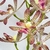 Orquídea Roxa Trichoglottis 45x39cm Planta Artificial na internet