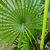 Árvore Palmeira Leque Artificial 160x60cm Planta Permanente na internet