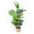 Árvore Palmeira Leque Artificial 160x60cm Planta Permanente