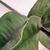 Folha De Magnolia Verde Planta Artificial 68x11cm Toque Real - Inigual Decor