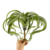 Suculenta Tislandia Verde Planta Artificial Permanente 35cm - comprar online