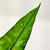 Folha Dracena Fragrans Planta Artificial Permanente 82x11cm - loja online