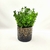 Planta Artificial Eucalipto Verde Buquê 37x17cm - comprar online