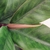 Folha De Magnolia Verde Planta Artificial 68x11cm Toque Real na internet