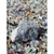 Imagem do Kit 7 Pedras dos Chakras Pedra Bruta Natural Equilíbrio
