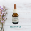 Scleranthus 20ml