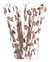 Sorbetes de polipapel vintage flores x 24 u.