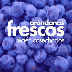 Arándanos frescos recién cosechados