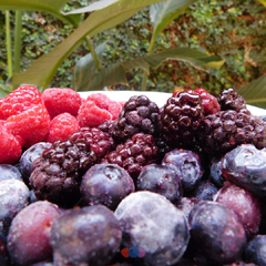Promo berries 4K ( 4 Kg. de fruta congelada ).