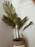 Planta Areca Palm - 0,80m - CHEKKAHOME