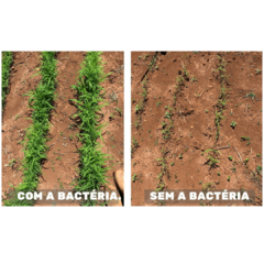 Auras Campo 200ml - Bactéria Embrapa na internet
