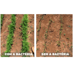 Auras 1 Litro (24 Unidades) Condições especiais para lavouras acima de 150 Hectares. na internet