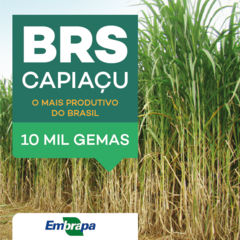 PRÉ RESERVA 10.000 GEMAS DE BRS CAPIAÇU. ENTREGA / RETIRADA A COMBINAR.