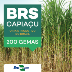 200 GEMAS DE BRS CAPIAÇU PARA PRODUÇÃO DE MUDAS E FOLDER DA EMBRAPA (PRODUTO ORIGINAL) - comprar online